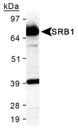 SR-BI Antibody - BSA Free, Novus Biologicals 0.025mL; Unlabeled:Antibodies,