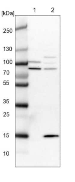 SRBD1 Antibody, Novus Biologicals:Antibodies:Primary Antibodies