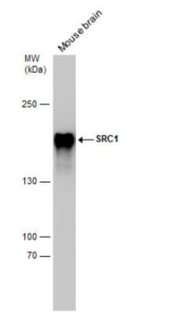 SRC1 Antibody (1135), Novus Biologicals 0.1mL; Unlabeled:Antibodies, Monoclonal
