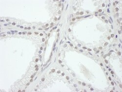 SRC1 Antibody, Novus Biologicals 100 &mu;L | Buy Online | Novus Biologicals | Fisher Scientific