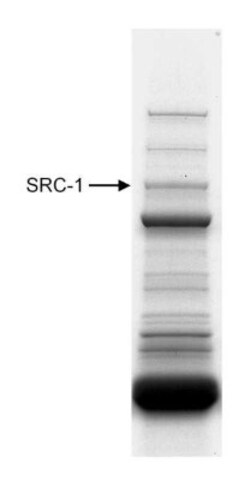 SRC1 Antibody, Novus Biologicals 100 &mu;L | Buy Online | Novus Biologicals | Fisher Scientific