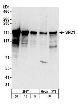 SRC1 Antibody, Novus Biologicals 100 &mu;L | Buy Online | Novus Biologicals | Fisher Scientific
