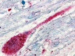 SREB3 Antibody - BSA Free, Novus Biologicals 0.05 mL | Buy Online | Novus Biologicals | Fisher Scientific