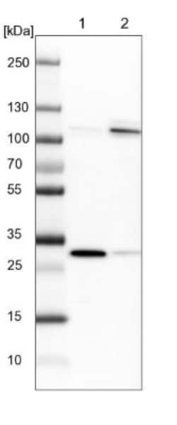 SREC-II/SCARF2 Antibody, Novus Biologicals 25 &mu;L; Unlabeled:Antibodies,