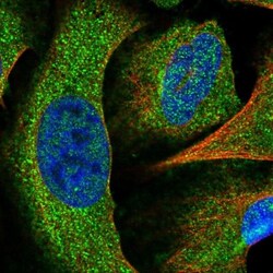SRGAP2 Antibody, Novus Biologicals:Antibodies:Primary Antibodies