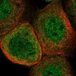 SRGAP2 Antibody, Novus Biologicals:Antibodies:Primary Antibodies