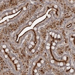 SRGAP2 Antibody, Novus Biologicals:Antibodies:Primary Antibodies