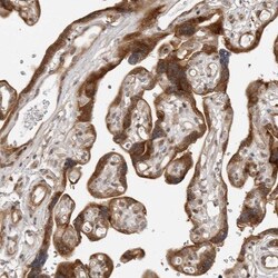 SRGAP2 Antibody, Novus Biologicals:Antibodies:Primary Antibodies
