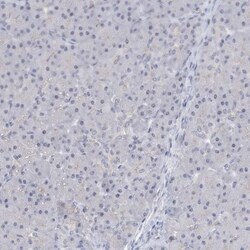 SRGAP3 Antibody, Novus Biologicals 0.1mL; Unlabeled:Antibodies, Polyclonal