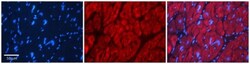 SRP19 Antibody, Novus Biologicals 100 &mu;L | Buy Online | Novus Biologicals | Fisher Scientific