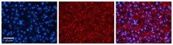 SRP19 Antibody, Novus Biologicals 100 &mu;L | Buy Online | Novus Biologicals | Fisher Scientific