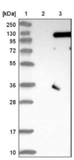 SRPK2 Antibody, Novus Biologicals 0.1mL; Unlabeled:Antibodies, Polyclonal