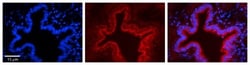 SRPRB Antibody, Novus Biologicals:Antibodies:Primary Antibodies