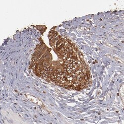 SRRD Antibody, Novus Biologicals:Antibodies:Primary Antibodies