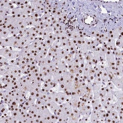 SRRM2 Antibody, Novus Biologicals:Antibodies:Primary Antibodies
