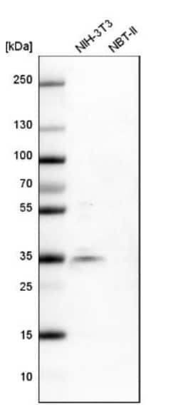 SRp55 Antibody, Novus Biologicals 0.1mL; Unlabeled:Antibodies, Polyclonal