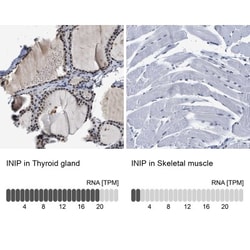 SSBIP1/SOSS-C Antibody, Novus Biologicals:Antibodies:Primary Antibodies