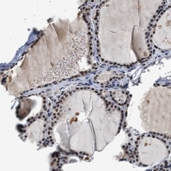 SSBIP1/SOSS-C Antibody, Novus Biologicals:Antibodies:Primary Antibodies