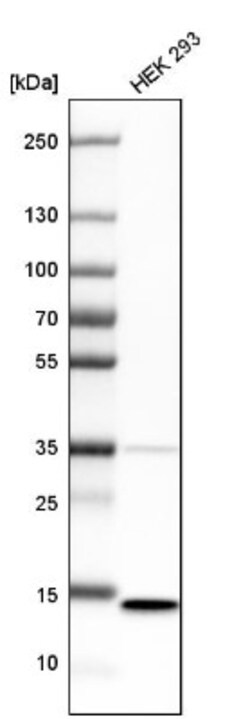 SSBP1 Antibody, Novus Biologicals 0.1mL; Unlabeled:Antibodies, Polyclonal