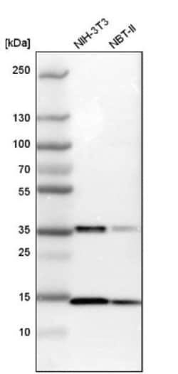 SSBP1 Antibody, Novus Biologicals 0.1mL; Unlabeled:Antibodies, Polyclonal