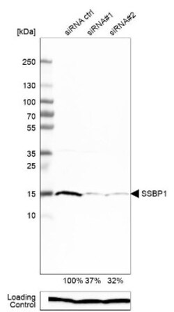 SSBP1 Antibody, Novus Biologicals 0.1mL; Unlabeled:Antibodies, Polyclonal