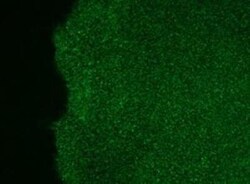 SSEA-3 Antibody (MC-631), Novus Biologicals 0.1mL; Unlabeled:Antibodies,