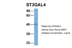 ST3GAL4 Antibody, Novus Biologicals:Antibodies:Primary Antibodies