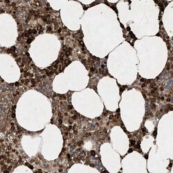 STAC Antibody, Novus Biologicals 0.1mL; Unlabeled:Antibodies, Polyclonal