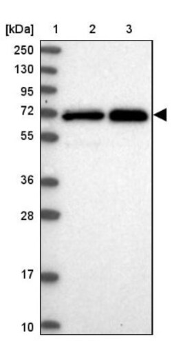 STAM-1 Antibody, Novus Biologicals 0.1mL; Unlabeled:Antibodies, Polyclonal