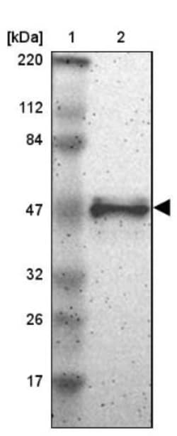 STAP2 Antibody, Novus Biologicals 0.1mL; Unlabeled:Antibodies, Polyclonal