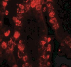 STAT3 Antibody - BSA Free, Novus Biologicals 0.025 mg, Unlabeled:Antibodies,