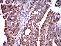 STAT5A Antibody (6D4) - BSA Free, Novus Biologicals 0.1mL; Unlabeled:Antibodies,