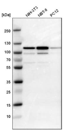 STAT6 Antibody, Novus Biologicals 0.1mL; Unlabeled:Antibodies, Polyclonal
