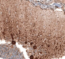 STAU2 Antibody, Novus Biologicals 0.1mL; Unlabeled:Antibodies, Polyclonal