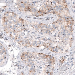 STAU2 Antibody, Novus Biologicals 0.1mL; Unlabeled:Antibodies, Polyclonal