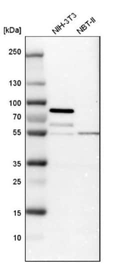 STAU2 Antibody, Novus Biologicals 0.1mL; Unlabeled:Antibodies, Polyclonal