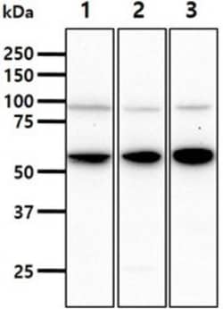 STCH Mouse anti-Human, Clone: 2F6, Novus Biologicals:Antibodies:Primary