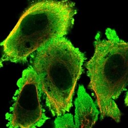 STI1 Antibody, Novus Biologicals:Antibodies:Primary Antibodies
