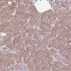 STI1 Antibody, Novus Biologicals:Antibodies:Primary Antibodies