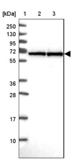 STI1 Antibody, Novus Biologicals 0.1 mL | Buy Online | Novus Biologicals | Fisher Scientific