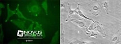 STIM1 Antibody - BSA Free, Novus Biologicals:Antibodies:Primary Antibodies