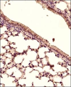 STING/TMEM173 Antibody - BSA Free, Novus Biologicals 0.025mg; Unlabeled:Antibodies,
