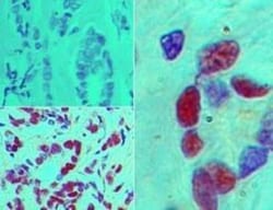STING/TMEM173 Antibody - BSA Free, Novus Biologicals 0.025mg; Unlabeled:Antibodies,