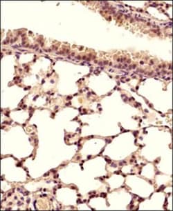 STING/TMEM173 Antibody - BSA Free, Novus Biologicals 0.025mg; Unlabeled:Antibodies,