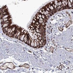 STING/TMEM173 Antibody, Novus Biologicals 25 &mu;L | Buy Online | Novus Biologicals | Fisher Scientific
