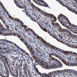 STING/TMEM173 Antibody, Novus Biologicals 25 &mu;L | Buy Online | Novus Biologicals | Fisher Scientific