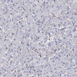 STING/TMEM173 Antibody, Novus Biologicals 25 &mu;L | Buy Online | Novus Biologicals | Fisher Scientific