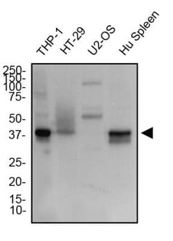 STING/TMEM173 Antibody - BSA Free, Novus Biologicals 0.025mg; Unlabeled:Antibodies,