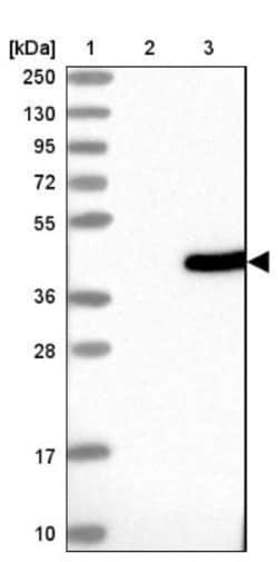 STING/TMEM173 Antibody, Novus Biologicals 25 &mu;L | Buy Online | Novus Biologicals | Fisher Scientific