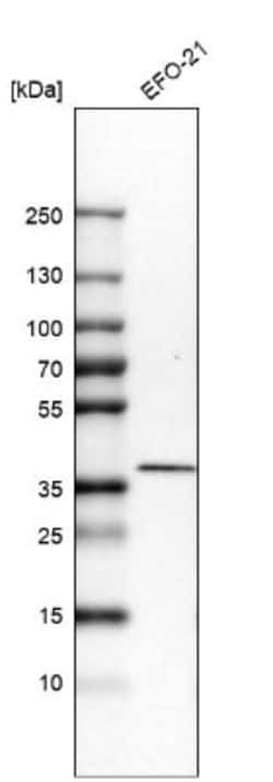 STING/TMEM173 Antibody, Novus Biologicals 25 &mu;L | Buy Online | Novus Biologicals | Fisher Scientific